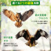 鳥よけグッズ 鳥避け 鳩よけ ベランダ 鷹 たか フクロウ カラス撃退 カラスよけ ハト対策 スズメ・ツバメ 猫避け つばめ 屋外 果樹園 農作物 農園向け 鳥よけテープ 鈴付き 鳥よけグッズ 鳥避け 鳩よけ ベランダ 鷹 たか フクロウ カラス撃退 カラスよけ ハト対策 スズメ・ツバメ 猫避け つばめ 屋外 果樹園 農作物 農園向け 鳥よけテープ 鈴付き